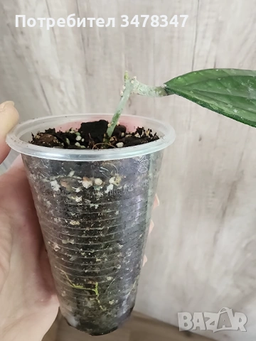 Хоя Germany Pa La U, снимка 3 - Стайни растения - 53020822