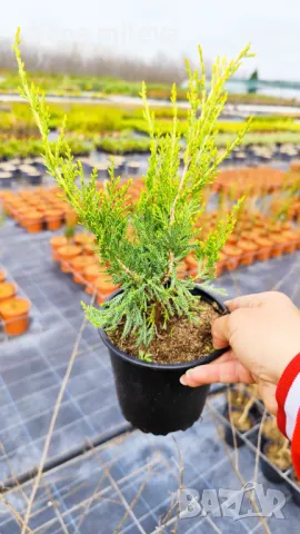 Хвойна Старо Злато, Juniperus Old Gold, снимка 10 - Градински цветя и растения - 39205397