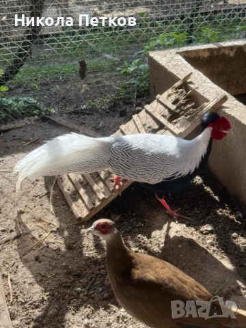 Сребърен фазан