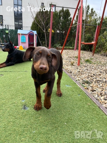 Чистокръвно кафяво доберманче, снимка 8 - Доберман - 53692541