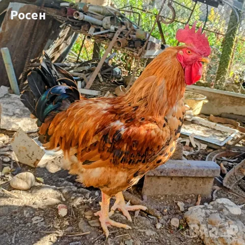 Домашни петли.., снимка 2 - Кокошки и пуйки - 53055283