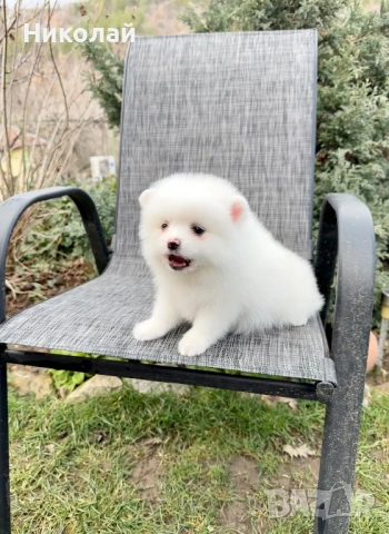 Померан мини момче. Померанче, снимка 6 - Померан - 53391837