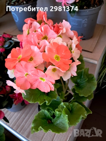 Примула(Стайна иглика), снимка 6 - Стайни растения - 53698710