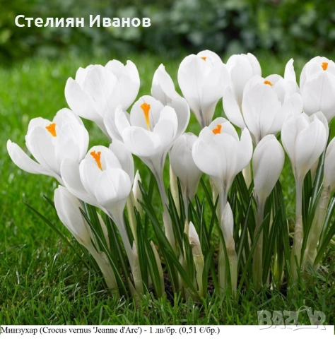 СОРТОВИ МИНЗУХАРИ – ЛУКОВИЦИ, снимка 10 - Сортови семена и луковици - 52372805