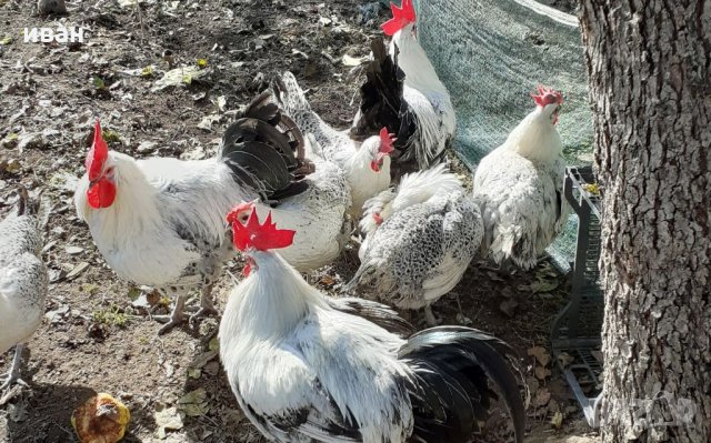 СРЕБЪРНО БРЕЗЕ -РАЗПЛОДНИ ЯЙЦА, снимка 2 - Кокошки и пуйки - 35769991