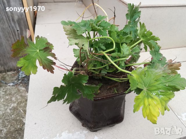 здравец в саксия с почва 2702241606, снимка 7 - Градински цветя и растения - 44495750