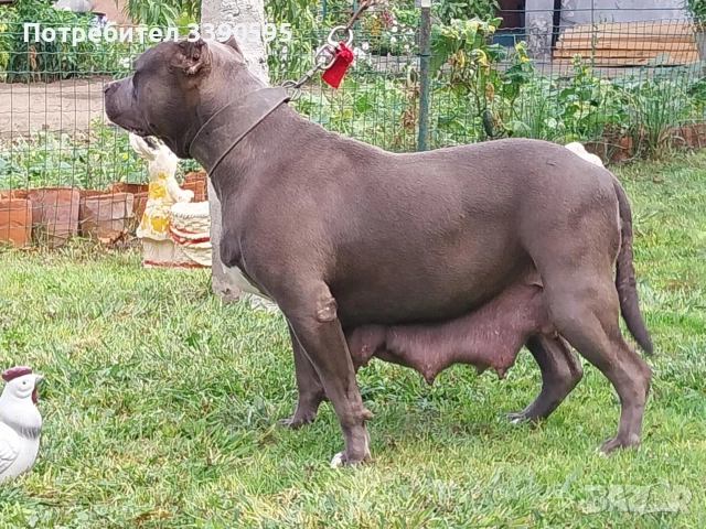 Америка ски Питбул Блу Нос, снимка 3 - Питбул - 52987372