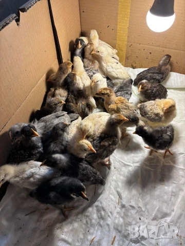 пиленца, снимка 2 - Кокошки и пуйки - 53614360