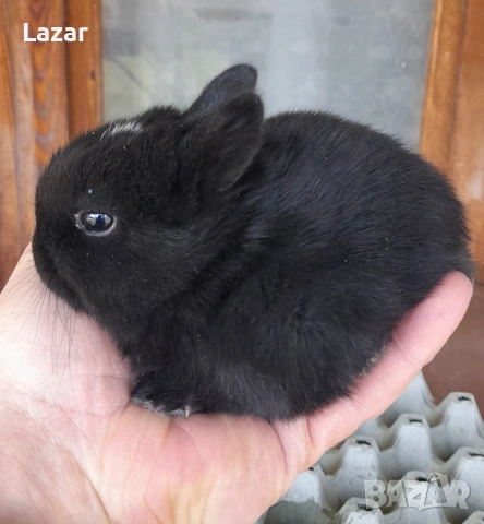 Холадско джудже