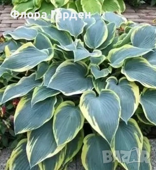 ХОСТА, АСТИЛБЕ - Коренища - ПРЕДВАРИТЕЛНИ ПОРЪЧКИ, снимка 4 - Градински цветя и растения - 49488937