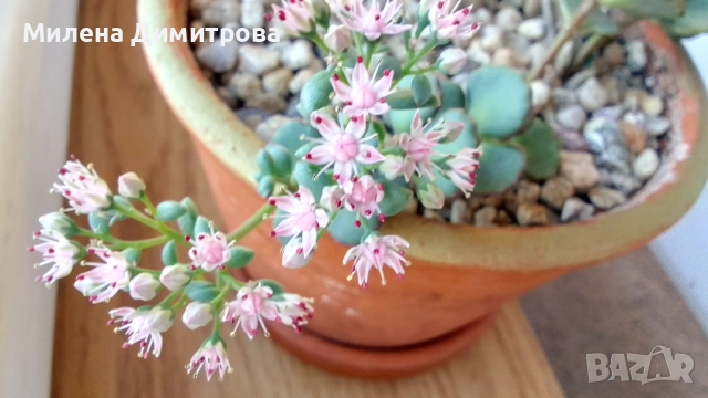 Седум Сиеболди - Японска коприна , снимка 13 - Стайни растения - 51656938