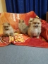 Померан померанчета Гр София снимки от днес 05.12.2025г, снимка 5