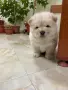 чау чау женско., снимка 2