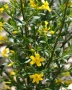 🌿💛🌱 Храстовиден жасмин (Jasminum fruticans), снимка 3