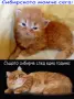 Сибирски котенца, сибирче, хипоалергично, коте, сибирска котка, снимка 14