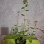 Лечебна Дебела Мара комплект , снимка 6