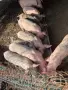 прасенца 18/20 килограма , снимка 1