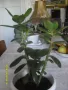 Продавам цвете "Дървото на живота", снимка 4