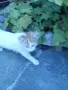 Подарявам малки котета, снимка 5