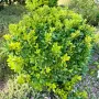 Питоспорум (Pittosporum) – Вечнозелена елегантност и неповторим аромат, снимка 6