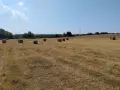 продавам бали сено, снимка 2