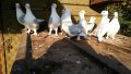 гълъби сатинети елитни , снимка 1 - Гълъби - 26796209