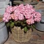 Хортензия Мис Саори, снимка 1 - Градински цветя и растения - 40915120