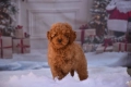 Той пудел (Toy poodle), снимка 6