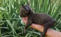 Френски. булдог , снимка 18