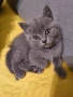 Британски котенца, снимка 3