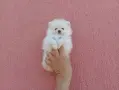 Бяло момченце. Померанче., снимка 3