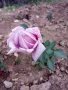 Градински храстовидни рози ,ароматни, снимка 2
