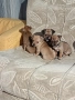 мини чиху пинчер , снимка 9