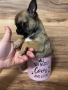 Продавам мини чихуахуа , снимка 3