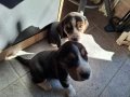 Бигъл, снимка 6