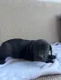 Бебета Кане Корсо, снимка 7