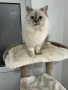 Персийско женско коте , снимка 10