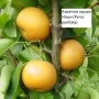 Круша - Селекция от подбрани сортове , снимка 3