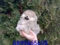 Мъжки Померан. Реални снимки от 05.01.26 г. , снимка 2