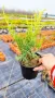 Хвойна Старо Злато, Juniperus Old Gold, снимка 10