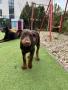 Чистокръвно кафяво доберманче, снимка 8