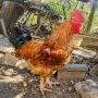 Домашни петли.., снимка 2