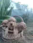 Кученца Кокер Шпаньол , снимка 4