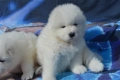Самоед бебета, снимка 6