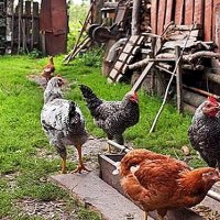 Домашни кокошки,петли,пуйки!, снимка 2 - Кокошки и пуйки - 42152441