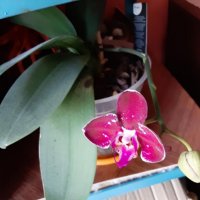 Красиви орхидеи , снимка 13 - Стайни растения - 32936807