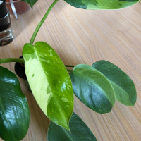 Philodendron Jose Buono , снимка 3 - Стайни растения - 44810357