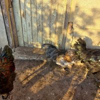 Домашни петли, снимка 2 - Кокошки и пуйки - 42160592