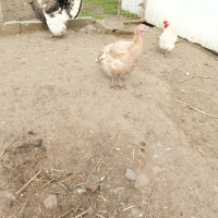 ПУЙЧЕТА и  разплодни/оплодени пуешки яйца , снимка 4 - Кокошки и пуйки - 44839505