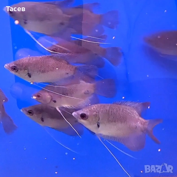 Гигантско червеноопашато гурами 9см, снимка 1